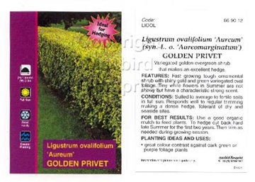 Picture of LIGUSTRUM OVALIFOLIUM AUREUM GOLDEN PRIVET                                                                                                            