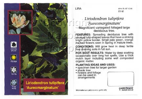 Picture of LIRIODENDRON TULIPIFERA AUREOMARGINATUM                                                                                                               