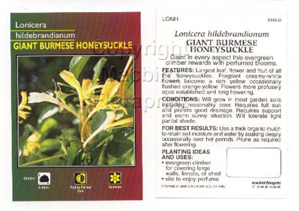 Picture of LONICERA HILDEBRANDIANUM GIANT BURMESE HONEY                                                                                                          