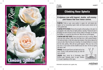 Picture of ROSE OPHELIA CLIMBING                                                                                                                                 