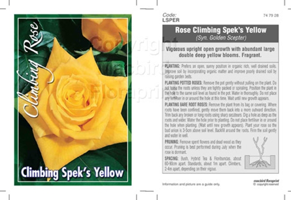 Picture of ROSE SPEKS YELLOW CLIMBING                                                                                                                            