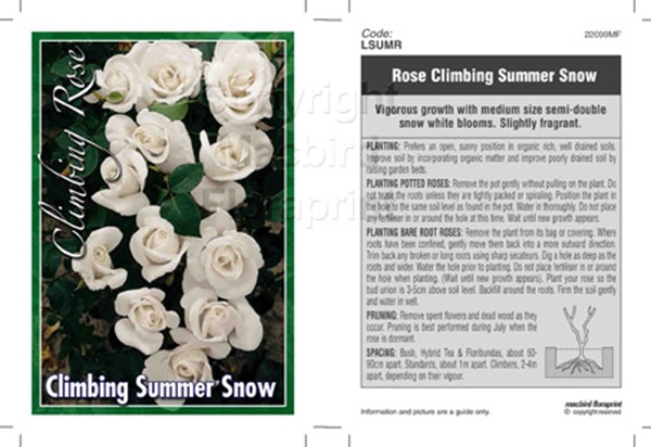 Picture of ROSE SUMMER SNOW CLIMBING                                                                                                                             