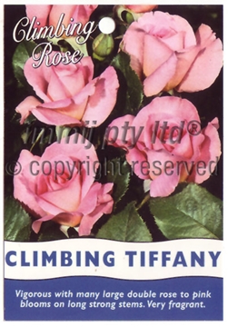 Picture of ROSE TIFFANY CLIMBING                                                                                                                                 