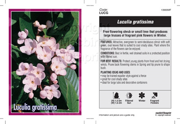 Picture of LUCULIA GRATISSIMA                                                                                                                                    