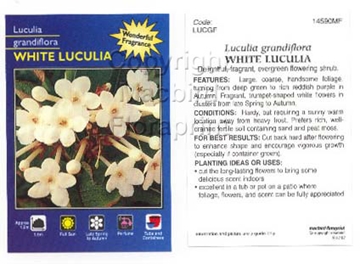 Picture of LUCULIA GRANDIFLORA WHITE LUCULIA                                                                                                                     