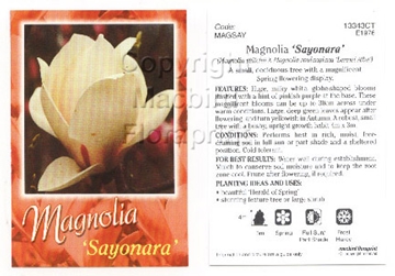 Picture of MAGNOLIA SAYONARA                                                                                                                                     