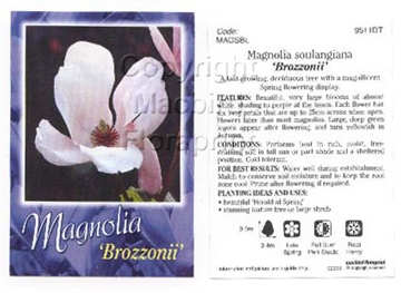 Picture of MAGNOLIA SOULANGIANA BROZZONII                                                                                                                        
