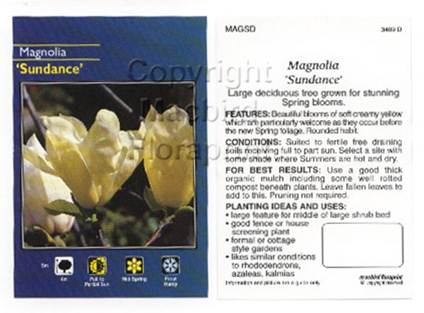 Picture of MAGNOLIA SUNDANCE                                                                                                                                     