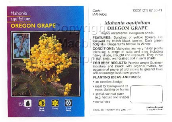 Picture of MAHONIA AQUIFOLIUM OREGON GRAPE                                                                                                                       