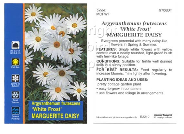 Picture of ARGYRANTHEMUM FRUTESCENS WHITE FROST                                                                                                                  