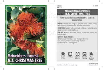 Picture of METROSIDEROS THOMASII NZ CHRISTMAS TREE                                                                                                               