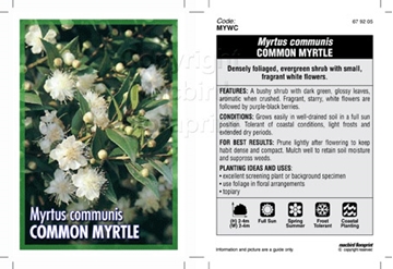 Picture of MYRTUS COMMUNIS                                                                                                                                       