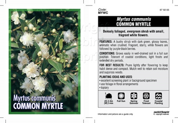 Picture of MYRTUS COMMUNIS                                                                                                                                       