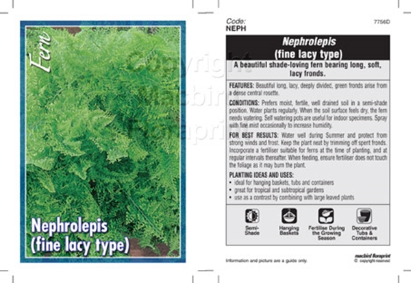 Picture of FERN NEPHROLEPIS (FINE LACY TYPE)                                                                                                                     