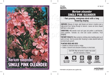Picture of NERIUM OLEANDER SINGLE PINK                                                                                                                           