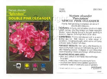 Picture of NERIUM OLEANDER SPLENDENS DOUBLE PINK                                                                                                                 