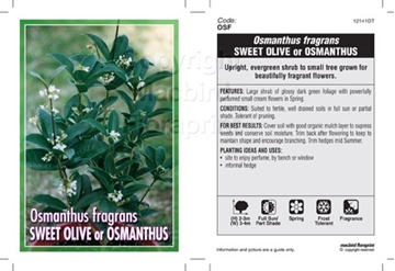 Picture of OSMANTHUS FRAGRANS SWEET OLIVE OR OSMANTHUS                                                                                                           