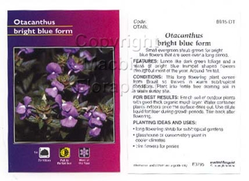 Picture of OTACANTHUS BRIGHT BLUE FORM                                                                                                                           