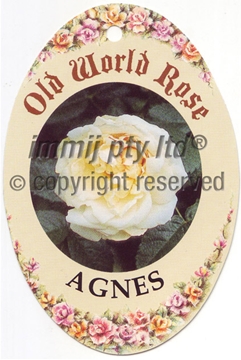 Picture of ROSE AGNES (OW)                                                                                                                                       