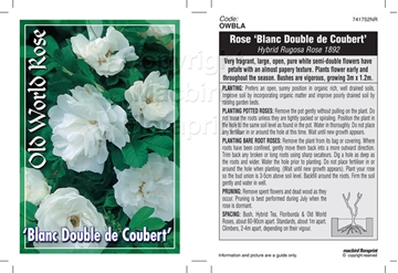 Picture of ROSE BLANC DOUBLE DE COUBERT (OW)                                                                                                                     