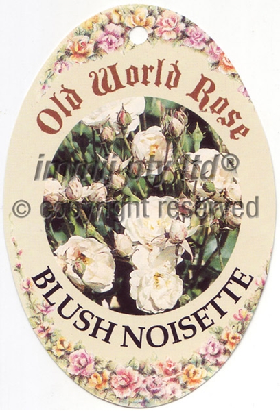 Picture of ROSE BLUSH NOISETTE (OW)                                                                                                                              