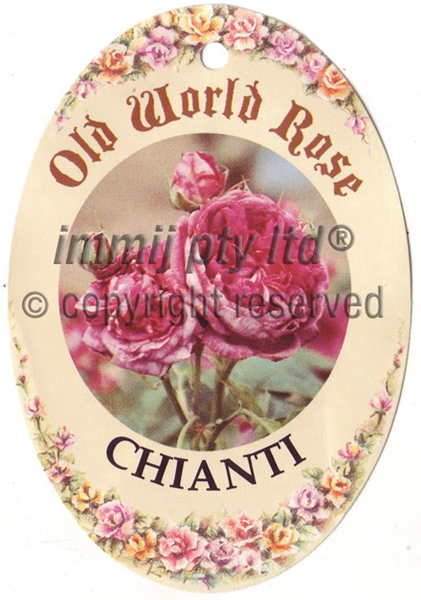 Picture of ROSE CHIANTI (OW)                                                                                                                                     