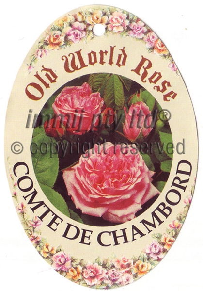 Picture of ROSE COMTE DE CHAMBORD (OW)                                                                                                                           