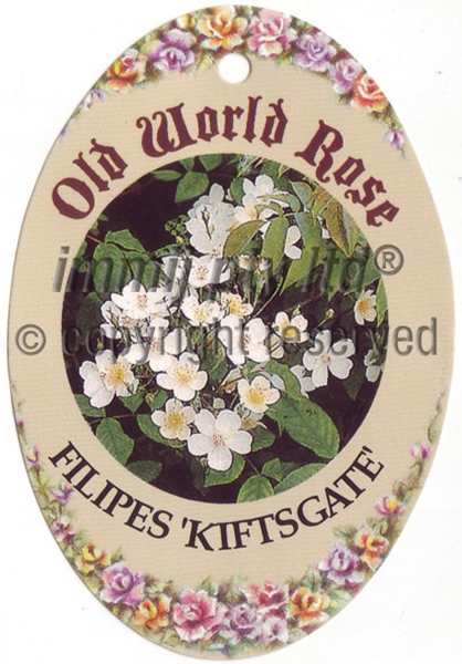 Picture of ROSE FILIPES KIFTSGATE (OW)                                                                                                                           