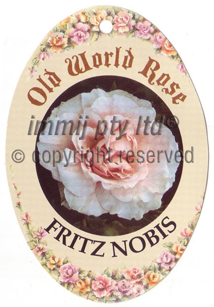 Picture of ROSE FRITZ NOBIS (OW)                                                                                                                                 