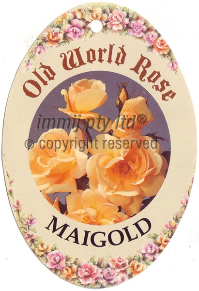 Picture of ROSE MAIGOLD (OW)                                                                                                                                     