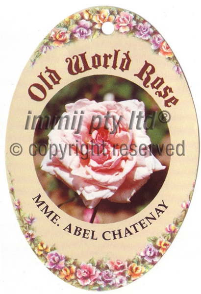 Picture of ROSE MME ABEL CHATENAY (OW)                                                                                                                           