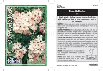 Picture of ROSE BALLERINA (OW)                                                                                                                                   