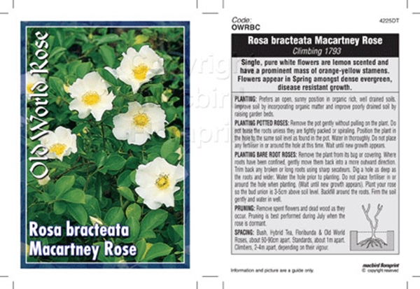 Picture of ROSE MACARTNEY ROSE CLIMBING Rosa bracteata (OW)                                                                                                      