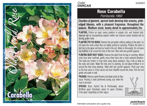 Picture of ROSE CARABELLA (OW)                                                                                                                                   