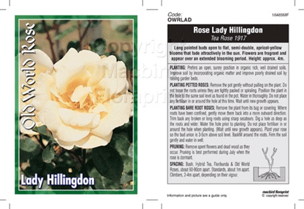 Picture of ROSE LADY HILLINGDON (OW)                                                                                                                             