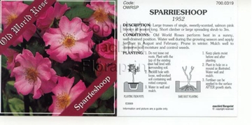 Picture of ROSE SPARRIESHOOP (OW)                                                                                                                                