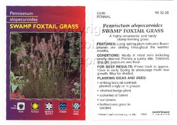Picture of PENNISETUM ALOPECUROIDES SWAMP FOXTAIL GRASS                                                                                                          