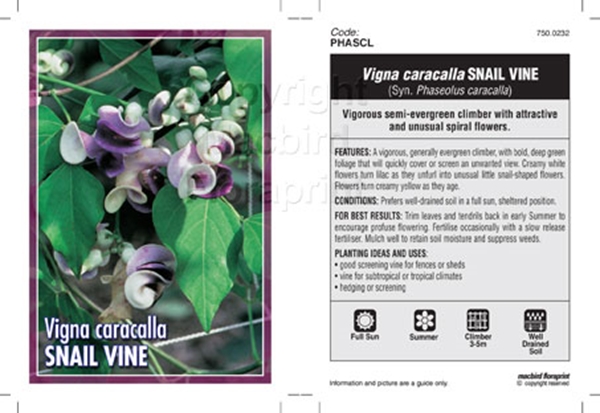 Picture of VIGNA CARACALLA SNAIL CREEPER OR FLOWER                                                                                                               