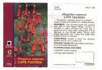 Picture of PHYGELIUS CAPENSIS CAPE FUCHSIA                                                                                                                       