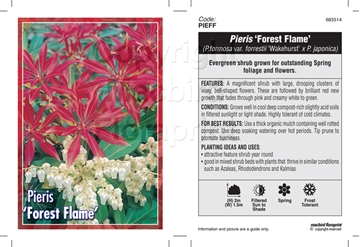 Picture of PIERIS FOREST FLAME                                                                                                                                   