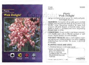 Picture of PIERIS PINK DELIGHT                                                                                                                                   