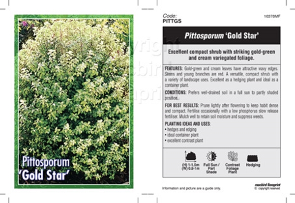 Picture of PITTOSPORUM GOLD STAR                                                                                                                                 