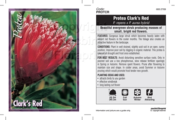Picture of PROTEA CLARKS RED                                                                                                                                     