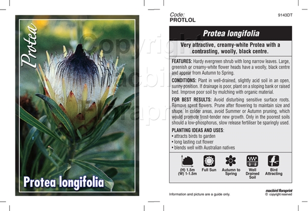 Picture of PROTEA LONGIFOLIA                                                                                                                                     