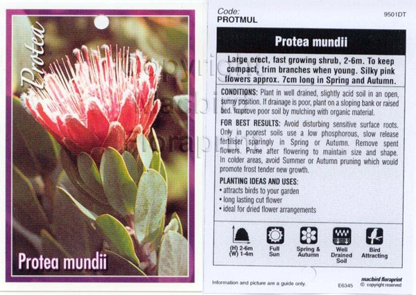 Picture of PROTEA MUNDII                                                                                                                                         