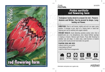Picture of PROTEA NERIIFOLIA RED FLOWERING FORM                                                                                                                  