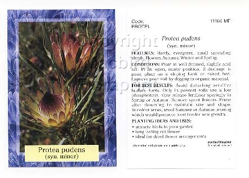 Picture of PROTEA PUDENS (SYN P. MINOR)                                                                                                                          