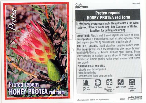 Picture of PROTEA REPENS HONEY PROTEA RED                                                                                                                        