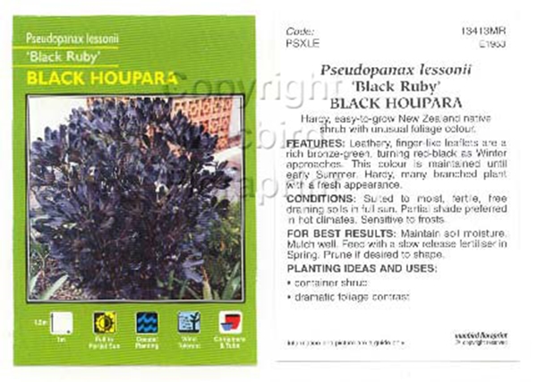 Picture of HOUSEPLANT PSEUDOPANAX LESSONII BLACK-RUBY NATIVE HOUPAR                                                                                              