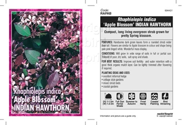 Picture of RHAPHIOLEPIS APPLE BLOSSOM                                                                                                                            